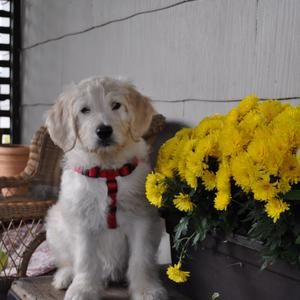 Meet your Posher, Allyson